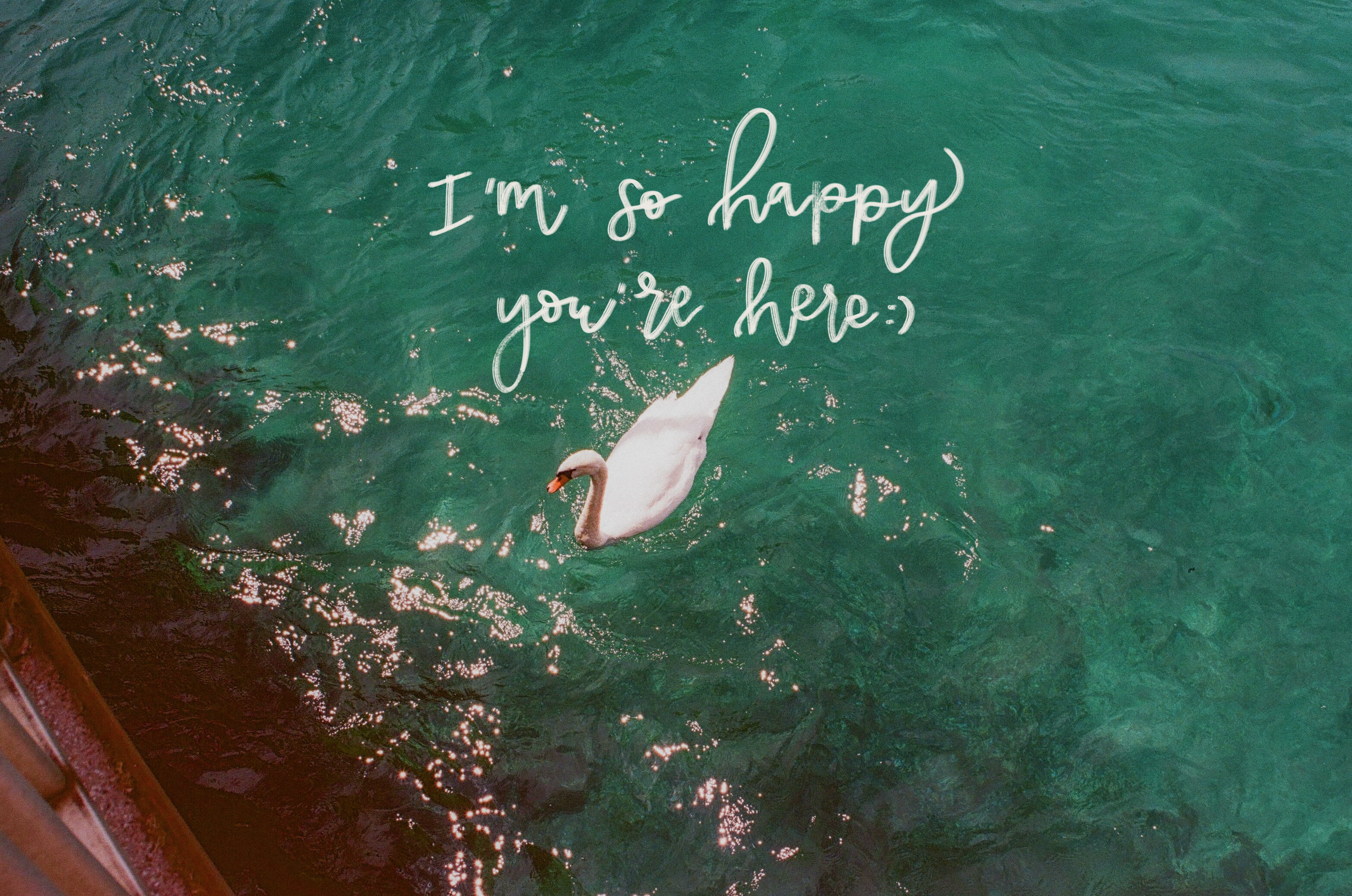 White swan swimming in dark green water with sunlight reflections, overlaid with handwritten text saying 'I'm so happy you're here'